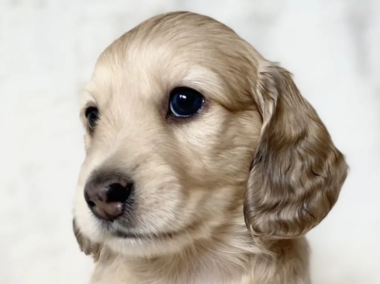 Dachshund House