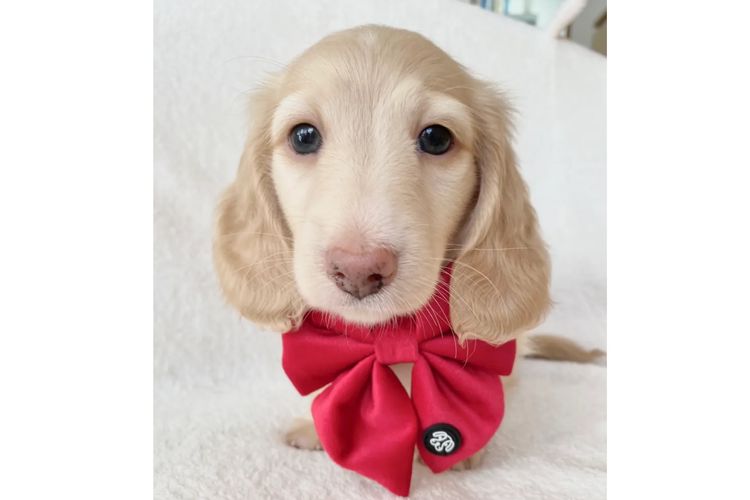 Dachshund House