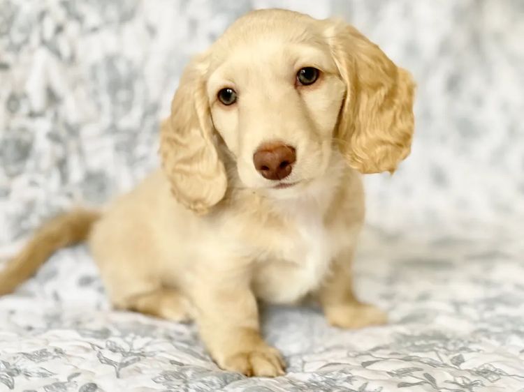 Dachshund House