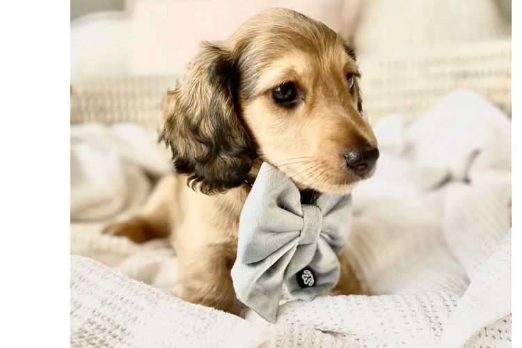 Dachshund House