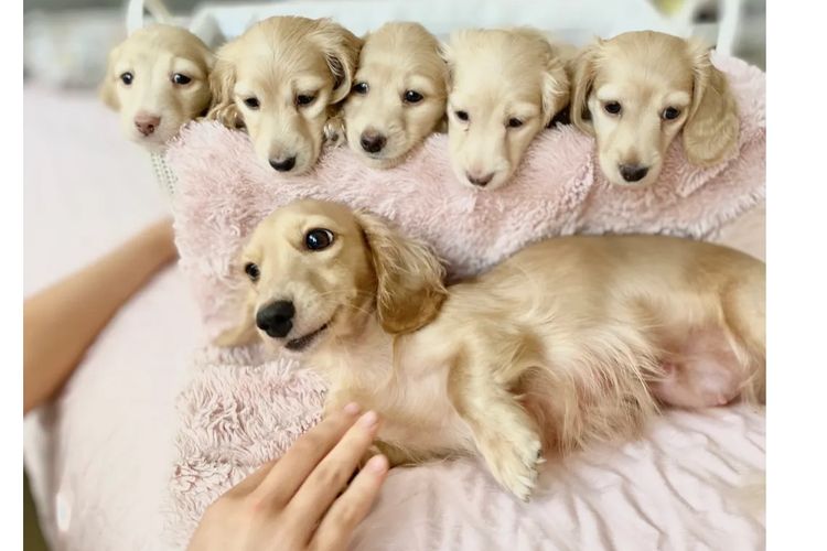 Dachshund House