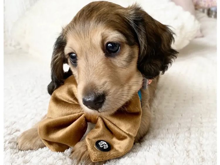 Dachshund House