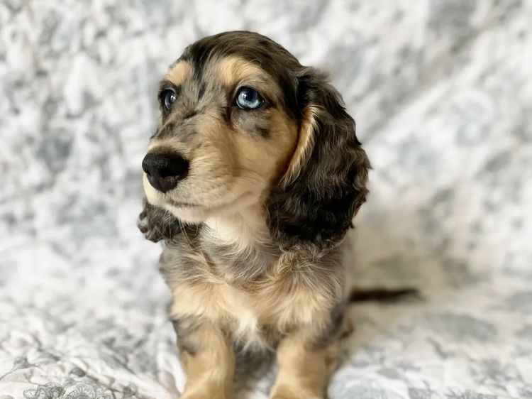 Dachshund House