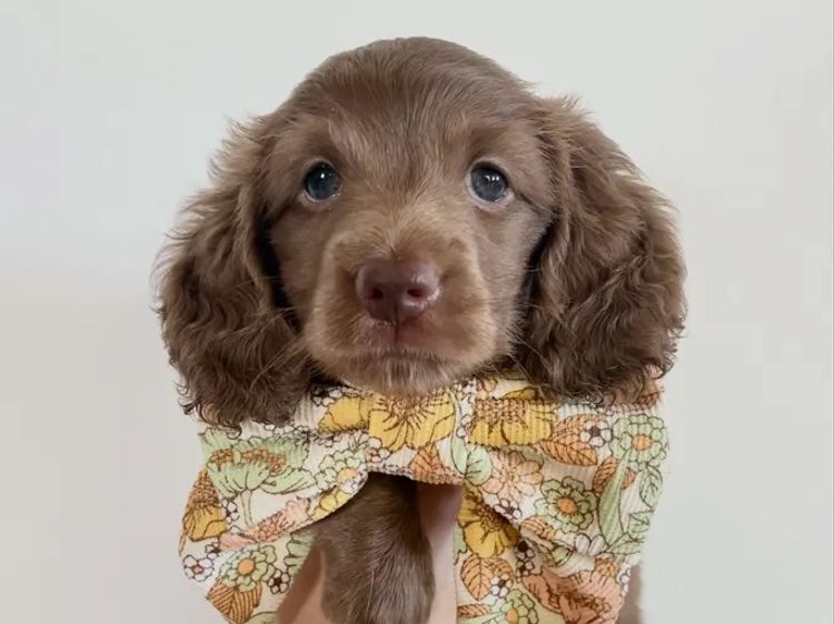 Dachshund House