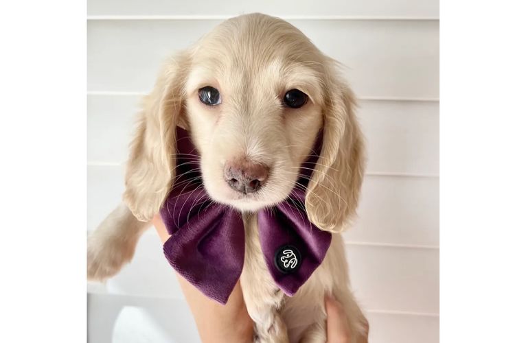 Dachshund House