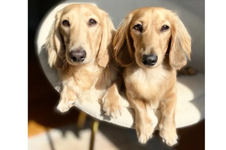 Dachshund House