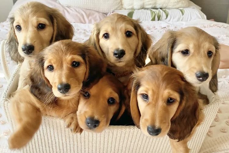 Dachshund House