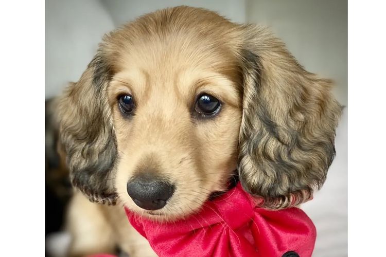 Dachshund House