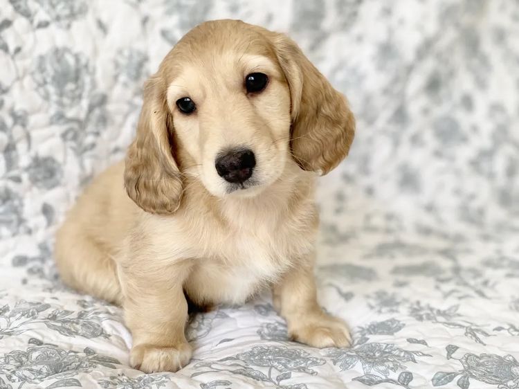 Dachshund House