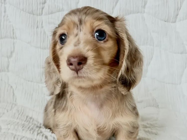Dachshund House