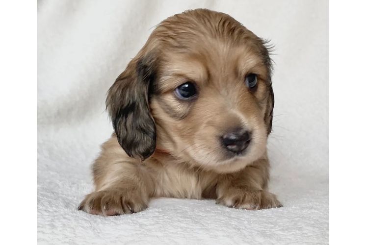 Dachshund House