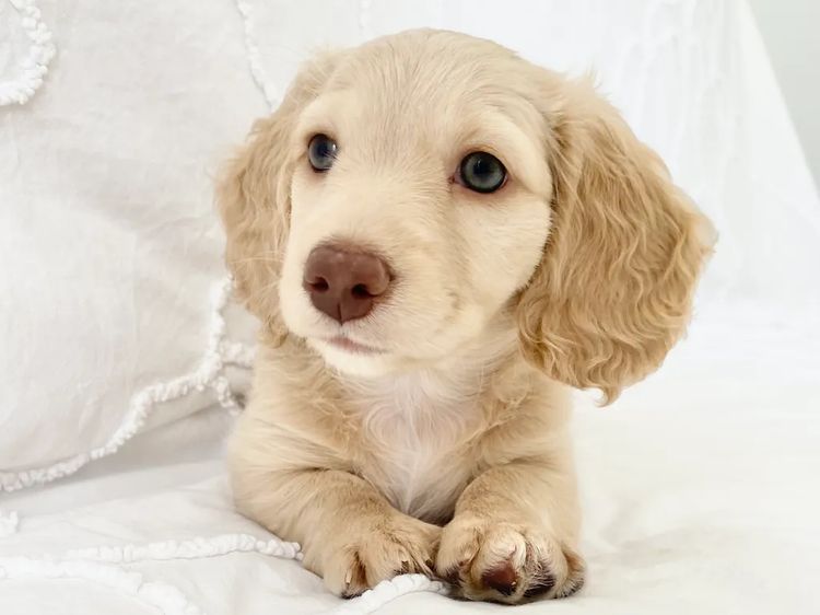 Dachshund House