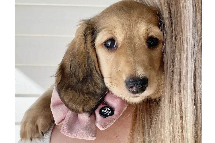 Dachshund House