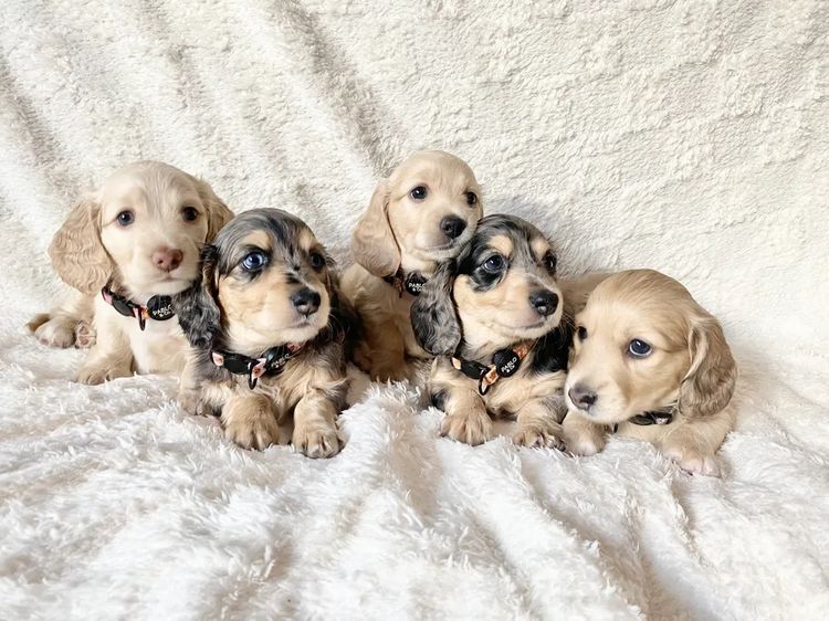 Dachshund House