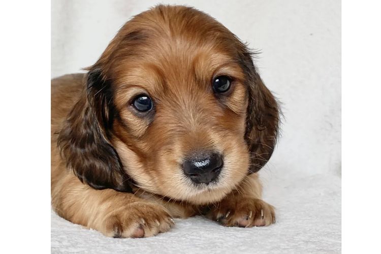 Dachshund House