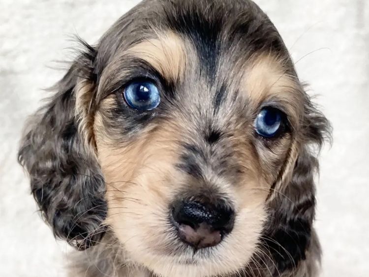Dachshund House