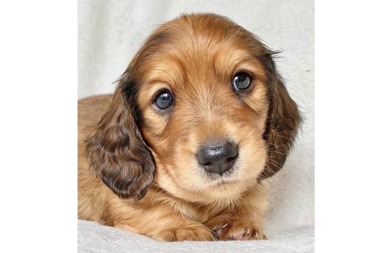 Dachshund House