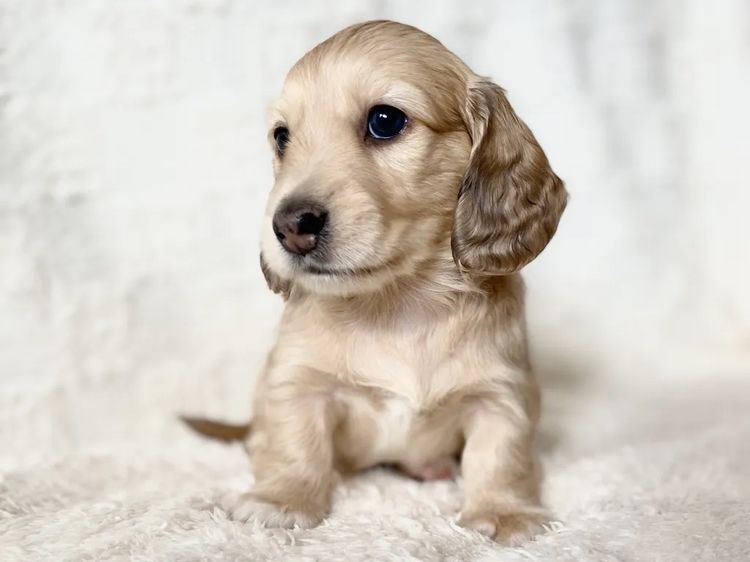 Dachshund House