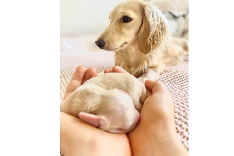 Dachshund House