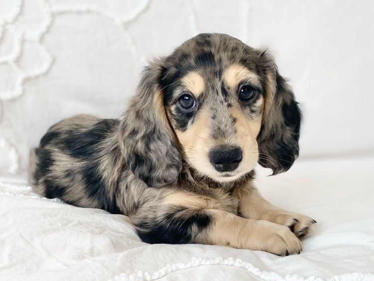 Dachshund House