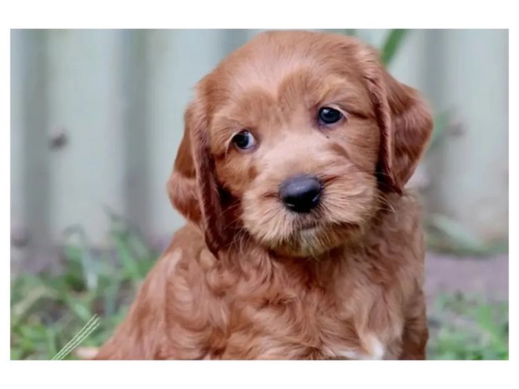 KooeeKeis Australian Cobberdogs