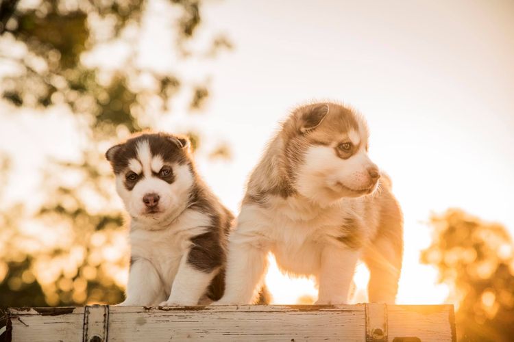 Winter Affair Siberian Huskies