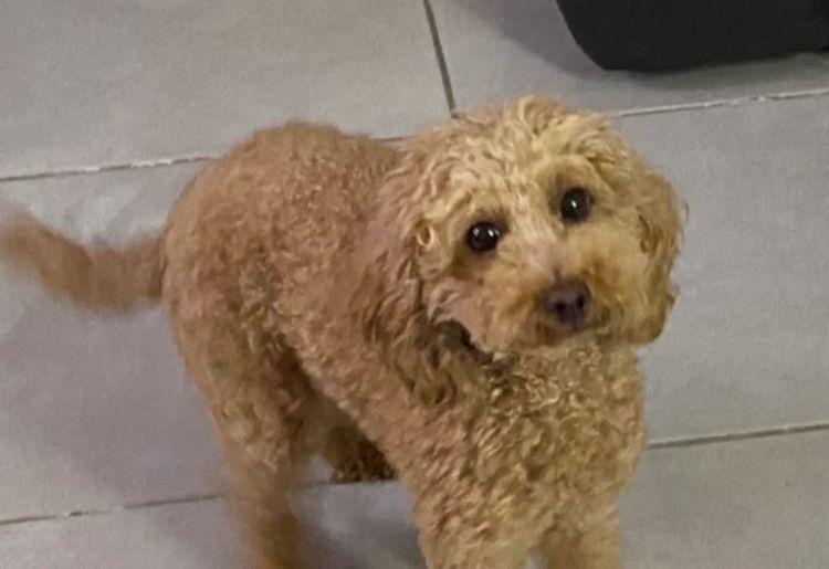 Benlottin Tiny Toy Poodles