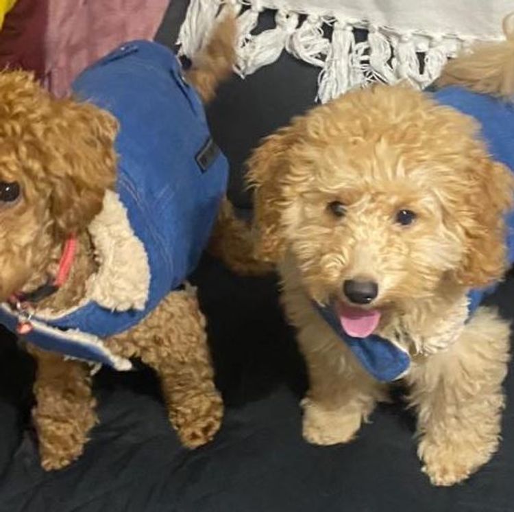Benlottin Tiny Toy Poodles
