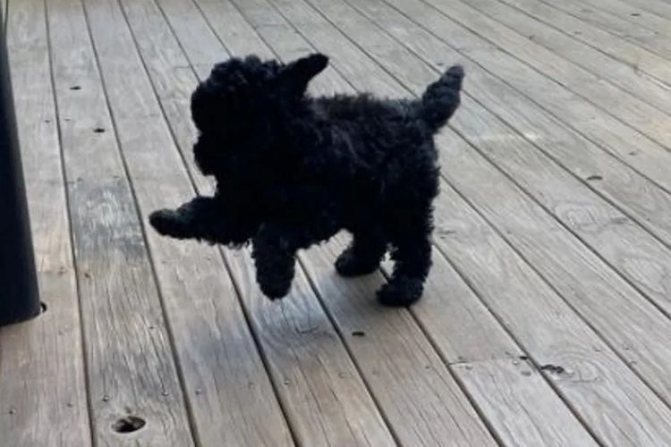 Benlottin Tiny Toy Poodles