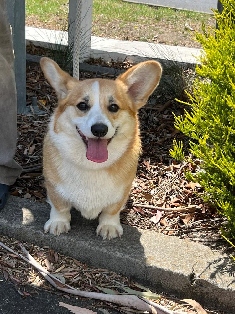 Chaliagold Pembroke Welsh Corgis