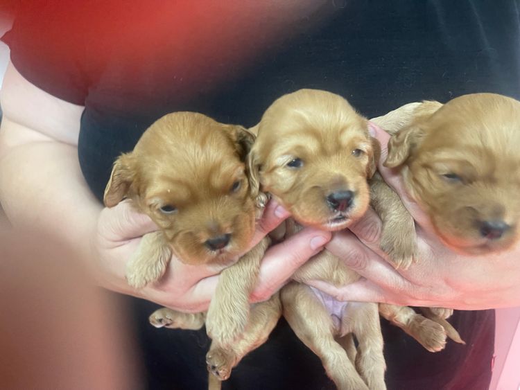 Belair Puppies Cavoodles