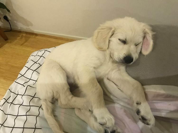 Laceymops Golden Shepherds