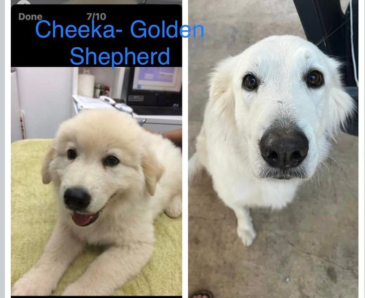 Laceymops Golden Shepherds