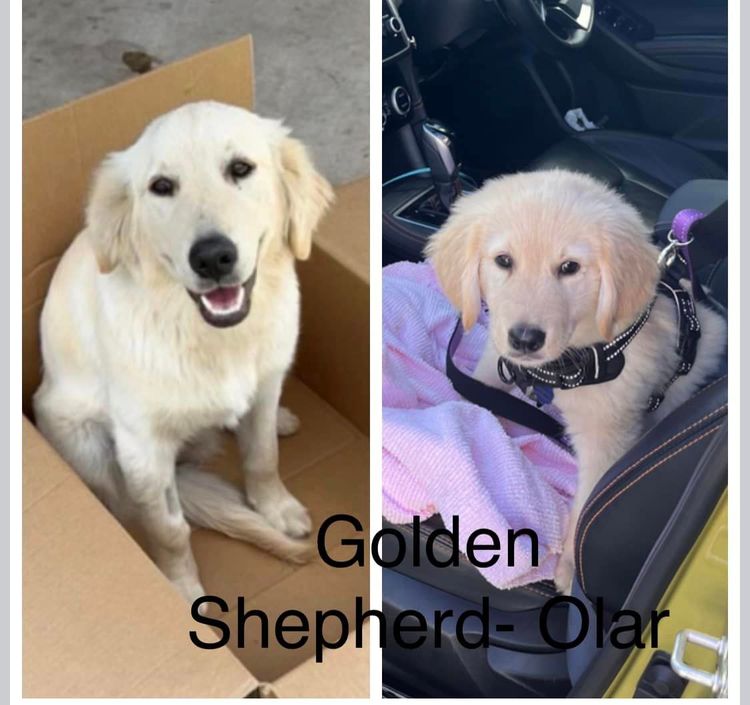 Laceymops Golden Shepherds