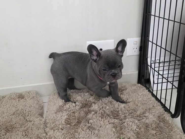 Majorbulls French Bulldogs