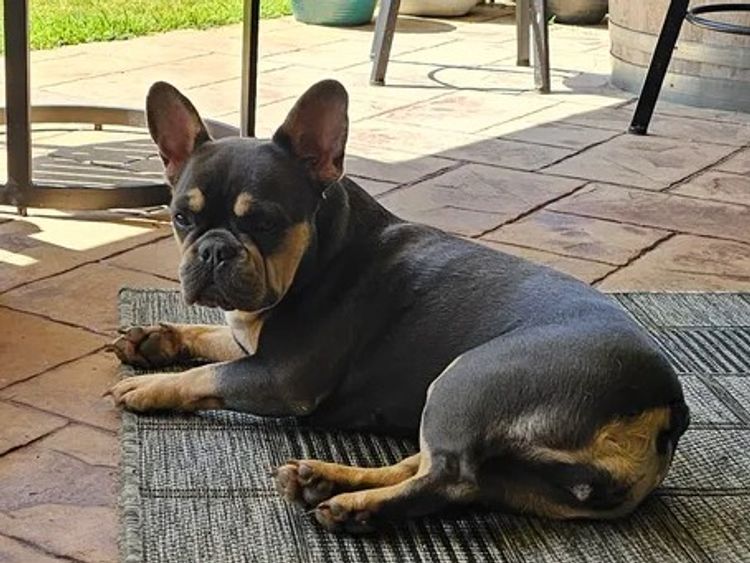 Majorbulls French Bulldogs
