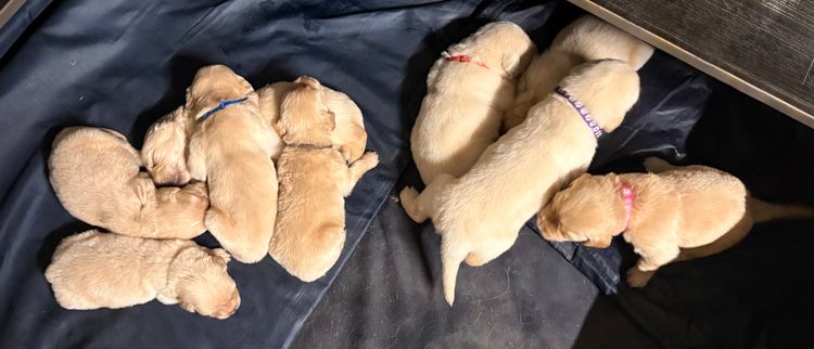 Pinegrove Retrievers