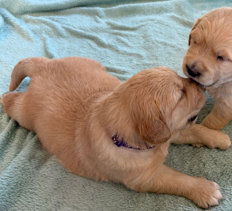 Pinegrove Retrievers