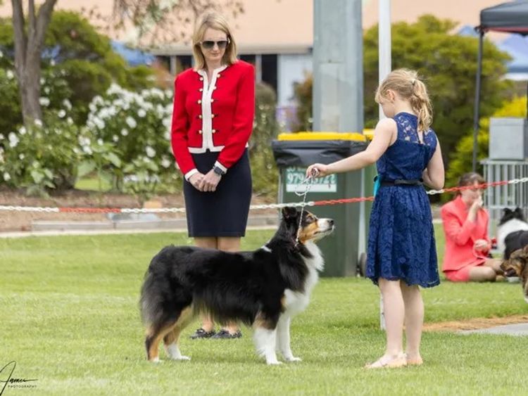 Eliteview Australian Shepherds & Papillons
