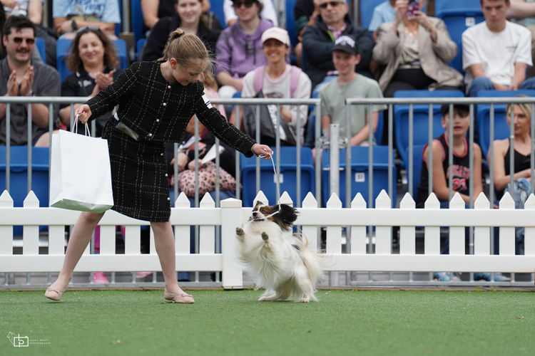Eliteview Australian Shepherds & Papillons
