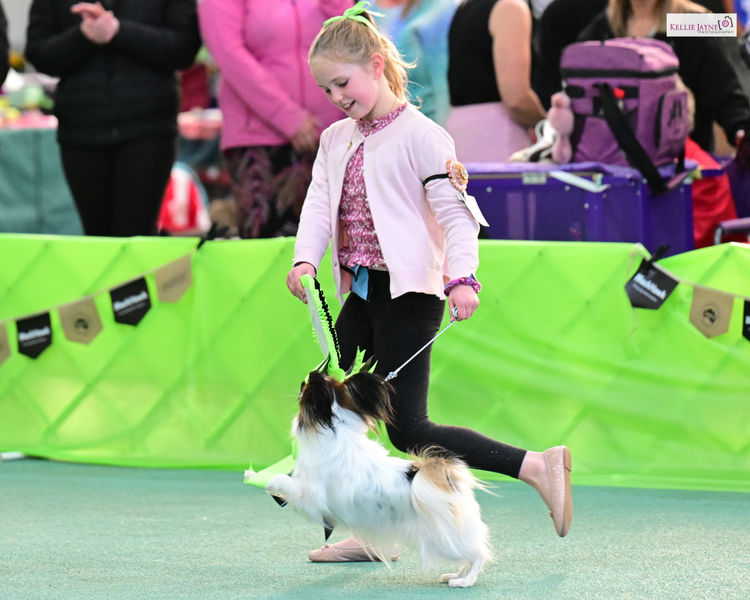 Eliteview Australian Shepherds & Papillons