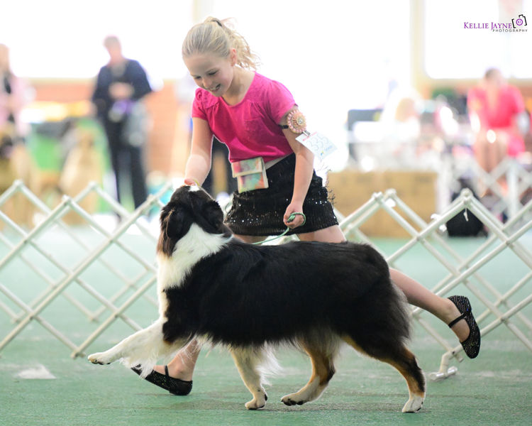 Eliteview Australian Shepherds & Papillons