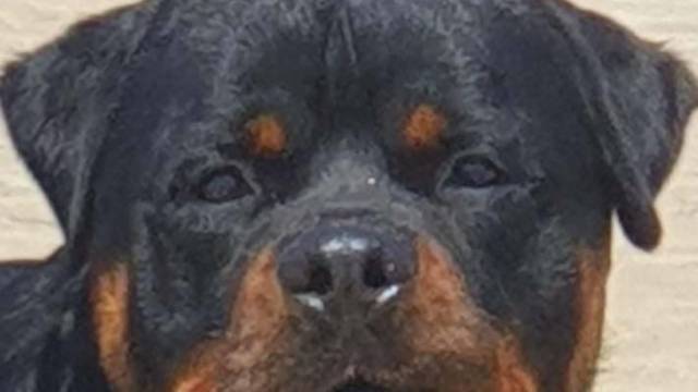 Dreistleigh Rottweilers