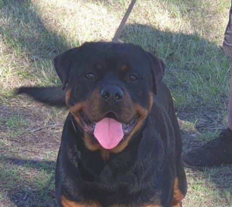Dreistleigh Rottweilers