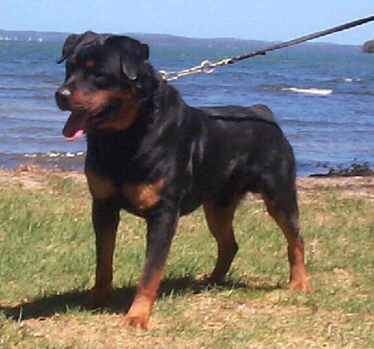 Dreistleigh Rottweilers
