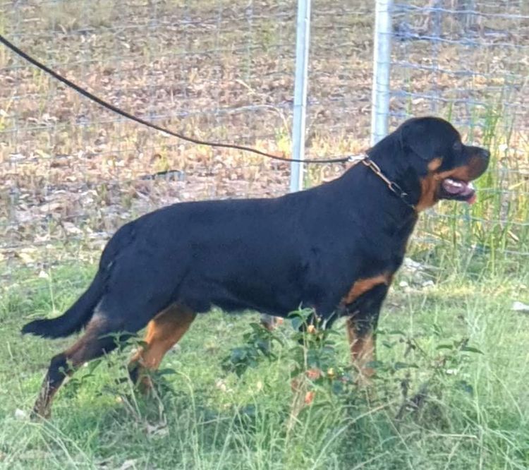 Dreistleigh Rottweilers