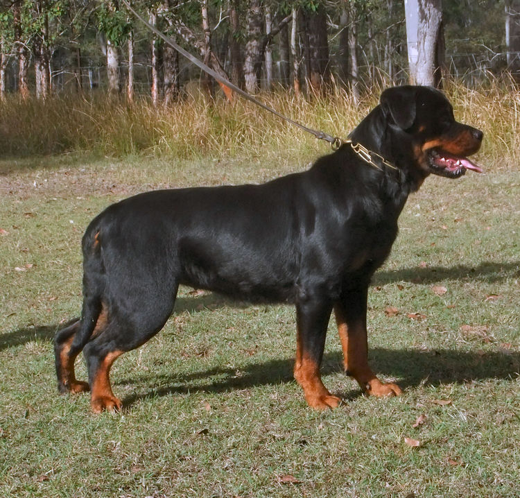 Dreistleigh Rottweilers