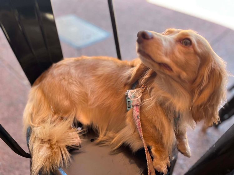 Kleinnmatala Kennels - Miniature Dachshunds