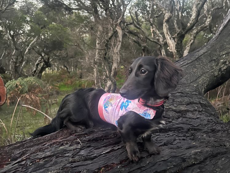Kleinnmatala Kennels - Miniature Dachshunds