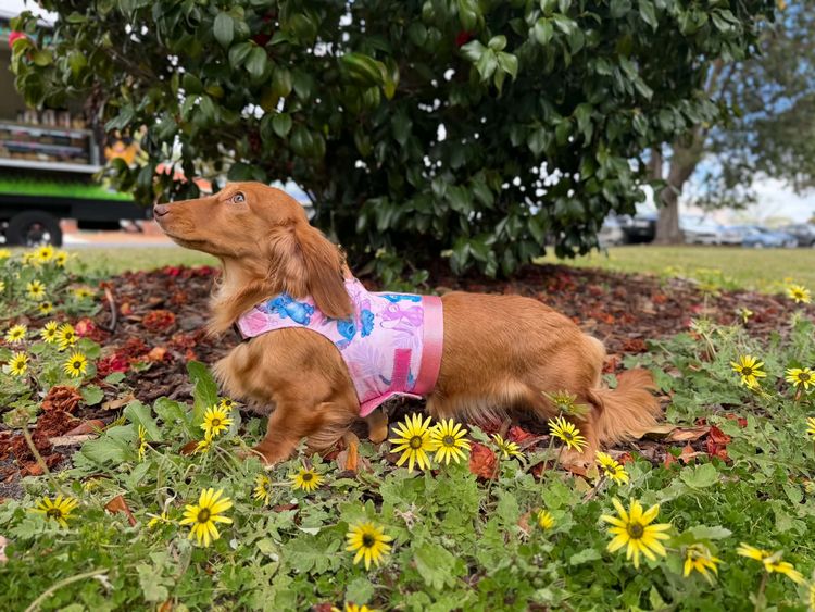 Kleinnmatala Kennels - Miniature Dachshunds